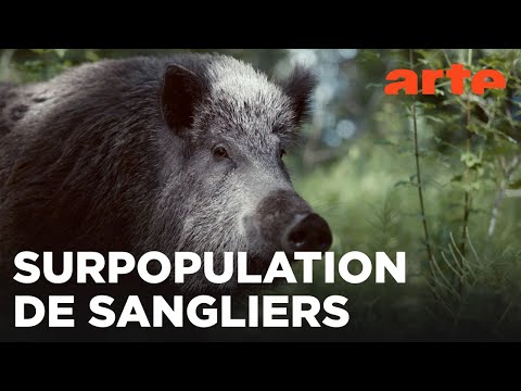 Sanglier, la bête noire | Mondes sauvages | ARTE Évasion