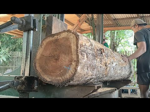 Splitting teak logs in a sawmill 