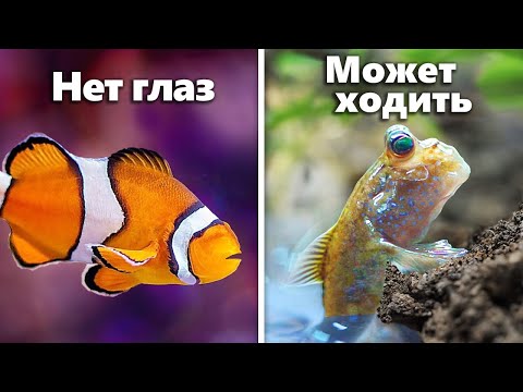 Я Завёл 7 Самых Странных Аквариумных Рыб...