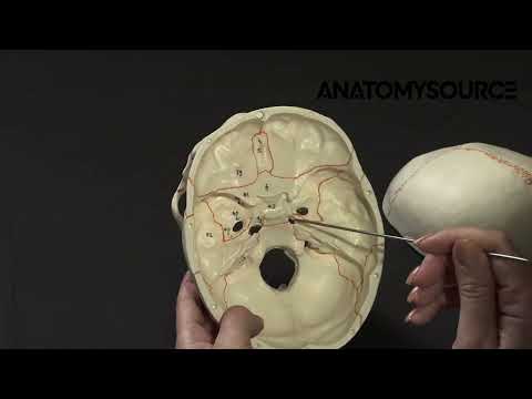 Анатомия строения черепа. Раздел: череп в целом