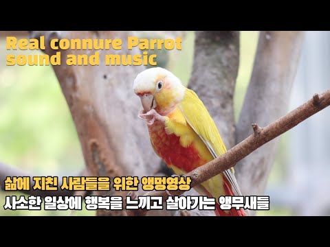 머리속이 복잡할때 이 영상 보고 계시면 편안해집니다 beautiful my conure parrot