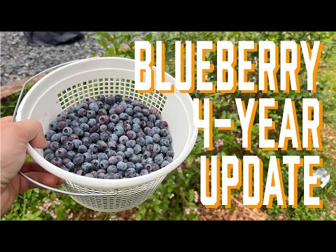 4-Year Blueberry Update