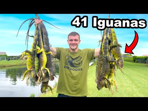 Hunting Down Florida's Invasive Iguana Lizards!
