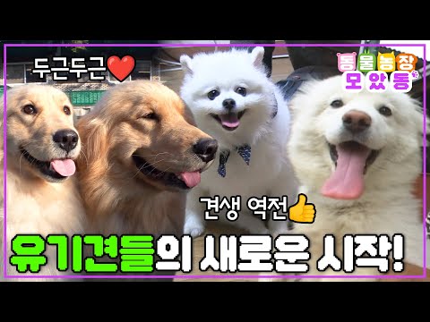 [#모았동물농장] 이젠 따뜻하고 행복한 날만 가득할 거야~🌸 구조된 후 새로운 가족을 찾은 유기견들의 견생 2막 시작😍 #TV동물농장 #AnimalFarm #SBSstory