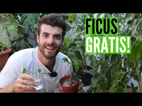 TALEA di FICUS BENJAMIN