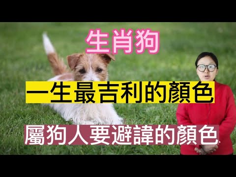 生肖狗!一生最吉利的顏色！生肖狗吉利的顏色比較特別！用對了顏色對自己事業愛情都有幫助！還有屬狗人要避諱的顏色！快來看看唄！#2023 #生肖 #生肖運勢 #生肖顏色