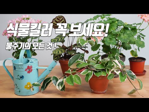 It doesn't die just by watering it. Water cycle, apartment garden, home gardening.