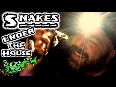 SNAKES under the House?? Here's what You need to know!                 🏠 🐍