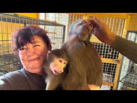 Anfisa found Lucy's hat and became a "mouse", we love how the two of them play together.