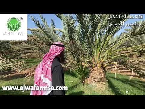 سؤال عن زراعة النخيل من النوى-إجابة م منصور المحمديA question about palm cultivation from the nuclei