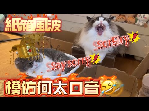 模仿何太口音拍貓咪日常 一個爛紙皮箱引發貓貓戰爭 傷透林冬瓜的心 原來白雪雪有份參與💔仲開啟碎紙機模式對愛箱進行不可逆轉的傷害💔creamy最後無誠意道歉|冬瓜大叫 把玩具當成獵物|三隻貓吃飯好香呀！