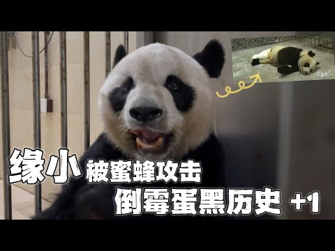 又是“缘小”！被蜜蜂攻击，倒霉蛋缘小黑历史又添一笔，“脱裤熊”洗不白了