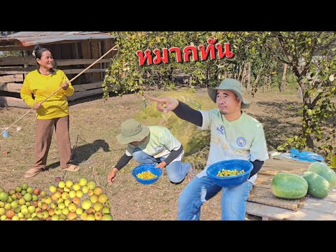 "The betel palm tree that was planted." Why did it turn out like this? 🫒 🍈 🫒 19/12/2025