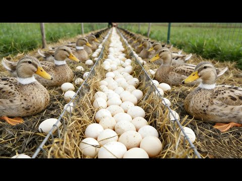 Feeding 4,000 Egg Ducks: Mixing Feed, Collecting Eggs & Sorting Daily!