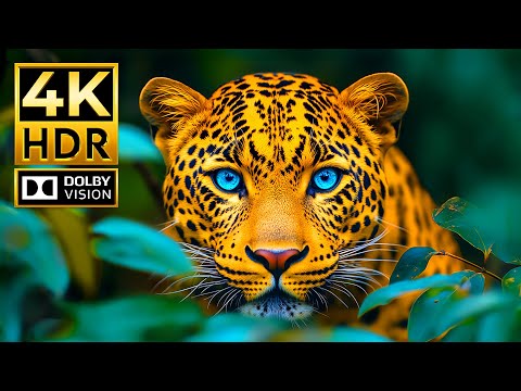 AMAZINGLY BEAUTIFUL ANIMAL VIDEOS | 4K HDR 240 fps Dolby Vision