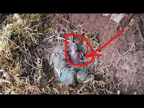 Day11, The cuckoo bird cannot get food and cannot push two large birds