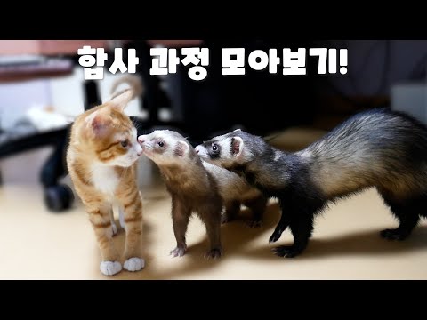 A collection of the process of adopting a kitten into a home with a ferret!
