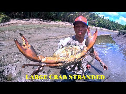 AMAZING COASTAL FISHERMEN CATCH HUGE HUNDREDS OF MUD CRABS WHICH WAS stranded at low tide ... 