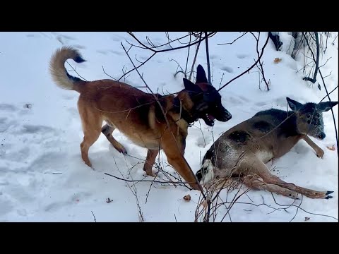 | A Day In The Life Of A Belgian Malinois | He Caught A Deer!!!