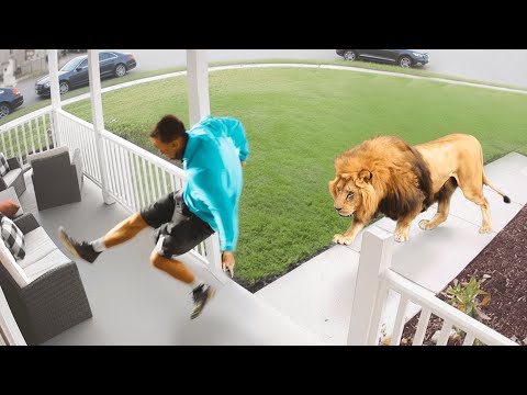 Wild Animals Invading Cities Caught on Camera