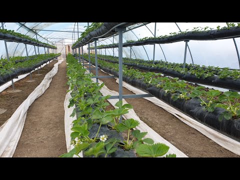 Идеальная малообьемка клубники🍓🍓🍓.