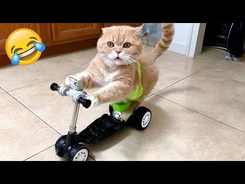 You Laugh You Lose 😅 Best Funny Cats and Dogs Videos 😹🐶 Part 20