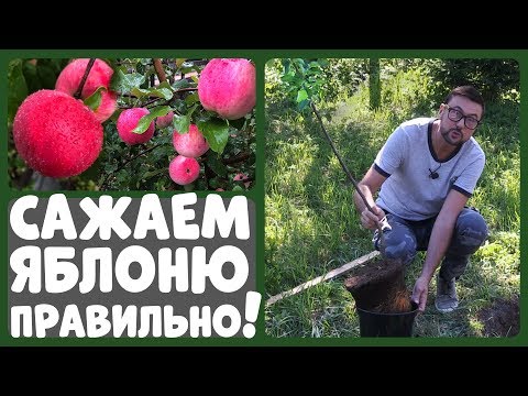 PLANT AN APPLE TREE ONLY THIS WAY! How to plant an apple tree correctly?