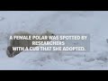 Watch video of a polar bear with her adopted cub!