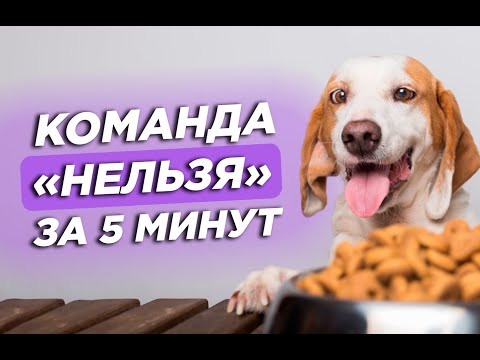 The NO command: How to quickly teach your dog | advice from dog trainer LoveGav