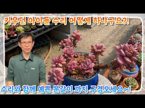키우던 아이들 수리는 어떻게 하는거냐구요 ?! 손님분의 다육이 수리와 함께 예쁜 분갈이까지 한번에 구경오세요 ~!!