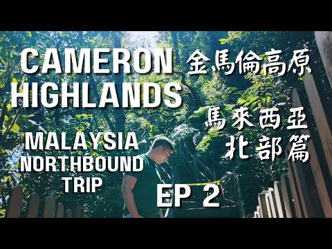 Malaysia Northbound EP2 馬來西亞北上 | 金馬倫高原 Cameron Highlands | Mossy Forest 苔蘚森林 | JIM THOMPSON TEA ROOM