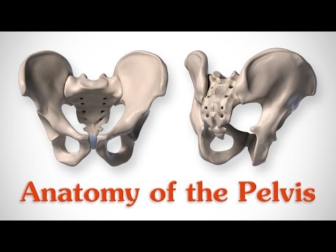 Anatomy of the Pelvis - for Artists