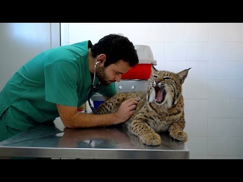This Giant Rescue Bobcat Argued with the VET Like a Real Human- Funny & Adorable