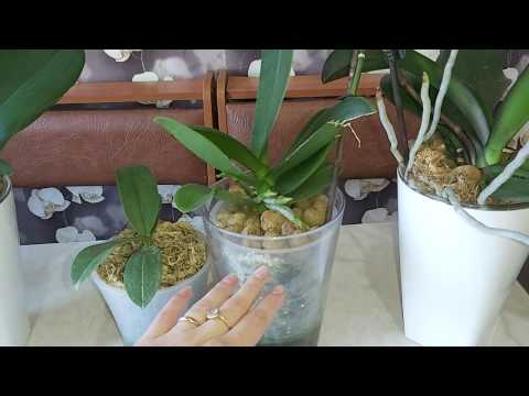 Делюсь своим БОЛЬШИМ опытом по выращивании ОРХИДЕЙ🌸 на ФИТИЛЬНОМ ПОЛИВЕ в КЕРАМЗИТЕ
