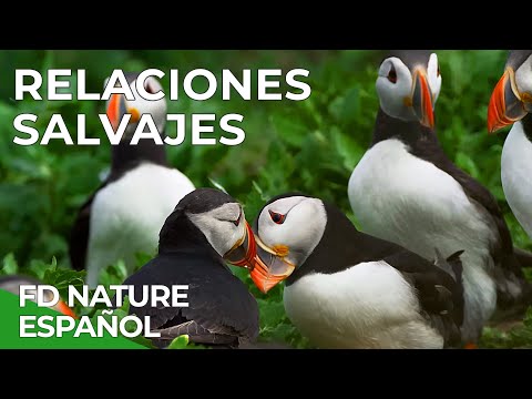 Wild Relationships | Free Nature Documentary - Spanish