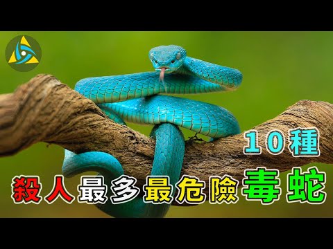 最危險的10種毒蛇，殺人最多的10種蛇，它們也是對人類傷害最大、看到後您會怎麼辦？