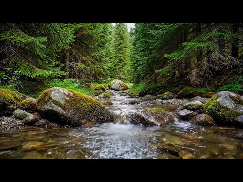 River Flowing Birds Chirping, Tranquil Forest Soundscape for Sleeping and Relax - 3 Hours