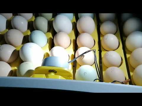 Овоскопирование куриных яиц в инкубаторе на 19 день.