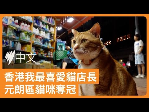 貓咪「大舊」登香港最受歡迎貓店長 晚上暖心坐鎮藥房 | SBS中文