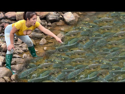 Amazing Fishing.Girl Fishing, A Big Surprise In The Abandoned Canal. Harvesting Many Natural Fish