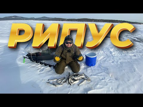 Зимняя Рыбалка на РИПУСА! Озеро Щучье! Тут кишит эта рыба!)