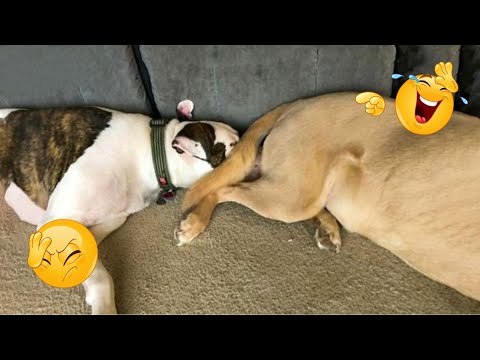 HILARIOUS DOGS Being Weird 🤪 NEW Funniest Dogs Video 2026