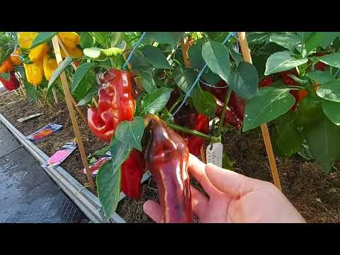 Sweet peppers 2023. Leningrad region.