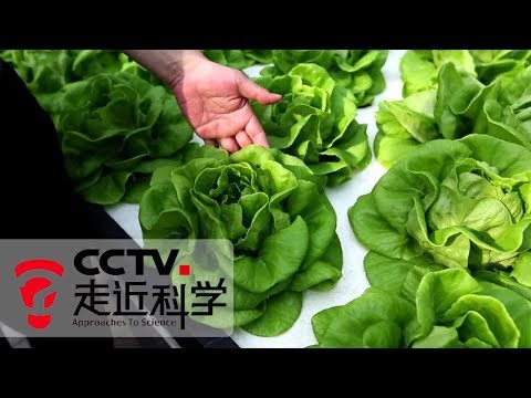 《走近科学》 智能植物工厂：即使没有太阳 依然能种出优质蔬果 20190704 | CCTV走近科学官方频道