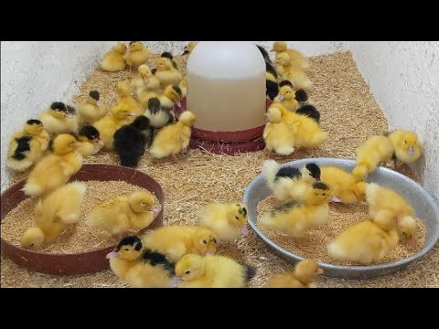 عمر البط يومين معلقة واحد على العلف رفع مناعه تقضى على الاسهال والبكتريا وتخلى البط يكبر بسرعه رهيبة