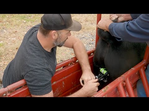 Sick of the RAT RACE?  Buy Land, Farm, Homestead? Here's the reality!