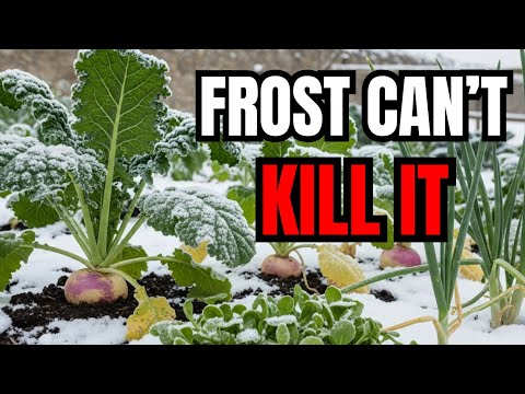 These Medieval Plants Survived Frost, Drought and Plague — Why Did We Stop Growing Them?