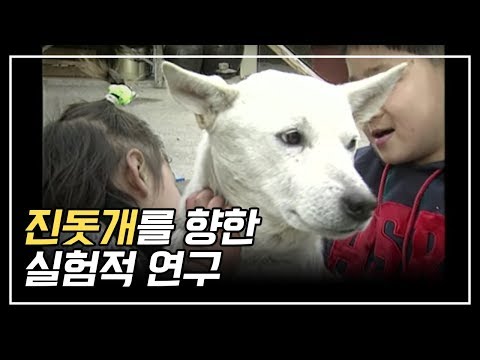 우리나라 혈통 진돗개를 향한 실험적연구 / An Experimental Study on the Jindo Dogs of Korean descent