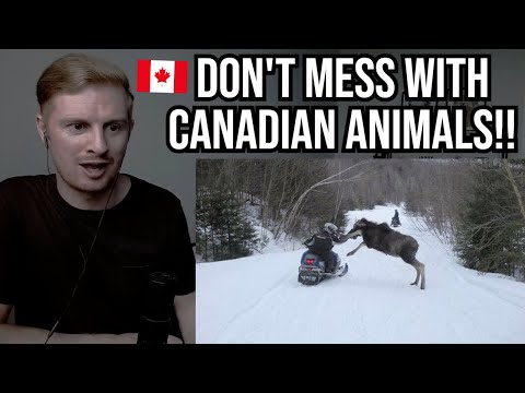 Reaction To Crazy Animal Encounters In Canada
