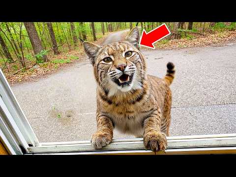 After the Child Goes Missing, a Strange Bobcat Taps On Window Daily—Where It Leads Turns Them Pale!